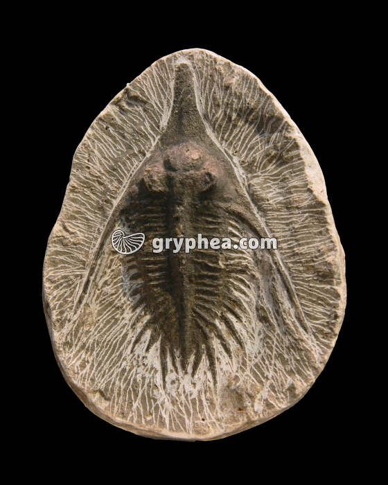 Trilobite (Psychopyge, Dévonien, Maroc)  - gryphea.com